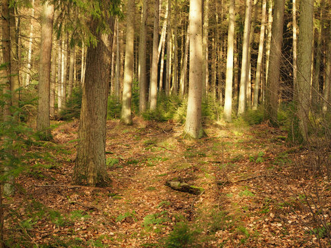 Fototapeta Rays of sunlight hitting the first green parts of the woods in spring