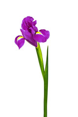 Purple iris flower isolated on white background