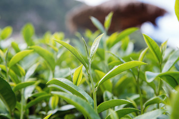 Fototapeta premium Green tea bud and fresh leaves, Tea plantations