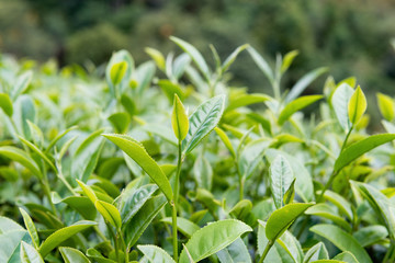 Green tea bud and fresh leaves, Tea plantations