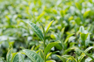 Green tea bud and fresh leaves, Tea plantations