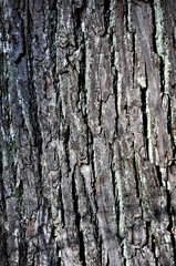 Oak tree bark
