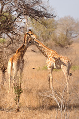 giraffe in kruger national park