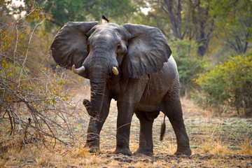 Obraz premium Wild elephant is standing in the bush. Zambia. South Luangwa National Park. An excellent illustration.