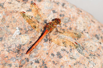 Libelle