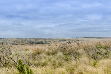 Fototapeta premium Australian Bush Great Ocean Road - Victoria - Australia.