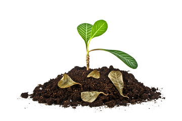 Young plant with fallen leaves and humus isolated on white backg