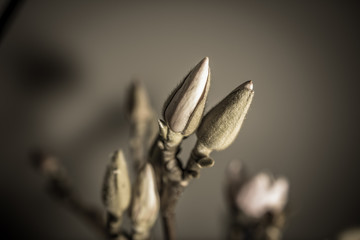 Magnolien Blüte