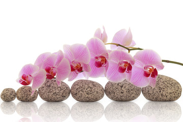 Orchidee mit Steinen und Spiegelung