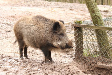 Wildschwein