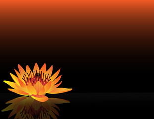 waterlilly_orange_black_bg_wide_eye_level