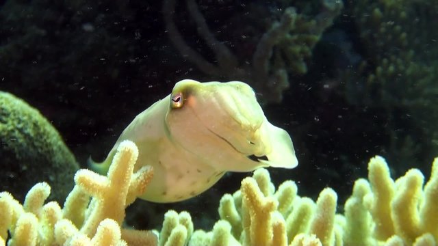 Cuttlefish, master of camouflage