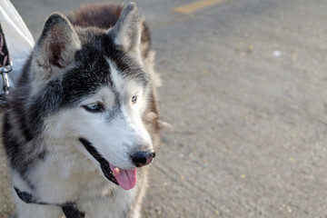 portrait of a dog, Siberian Husky