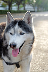 portrait of a dog, Siberian Husky