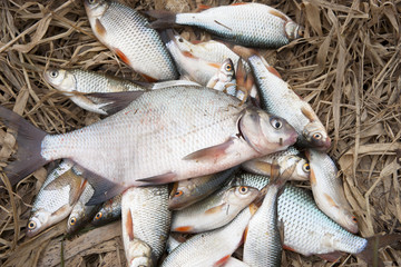 Pile of fish with big bream on top
