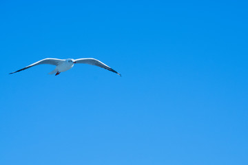Seagull