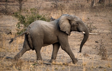A baby elephant runs away. Zambia. Lower Zambezi National Park. Zambezi River. An excellent illustration.