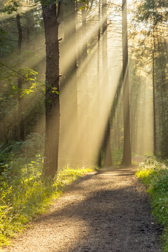 Fototapeta Beautiful rays of light entering secluded forest through tree canopies with a footpath on a fresh Autumn morning.