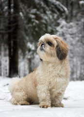 small dog in a snowy forest