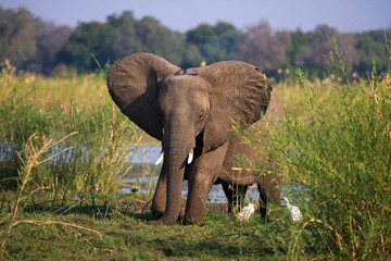 Fototapeta premium Elephant standing on the grass near river Zambezi. Zambia. Lower Zambezi National Park. Zambezi River. An excellent illustration.