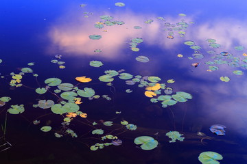 Obraz na płótnie Canvas Water lilies