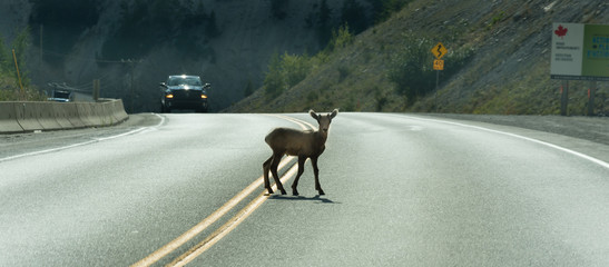 Young Deer walks across highway on a blind curve