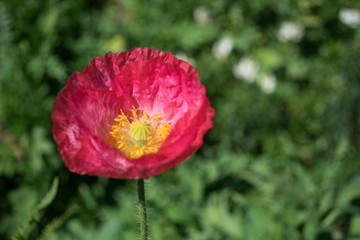 Obraz premium Beautiful Papaver somniferum