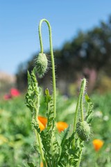 Beautiful Papaver somniferum