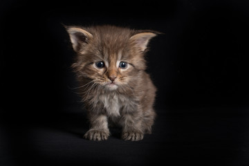 Fototapeta na wymiar Maine Coon kitty