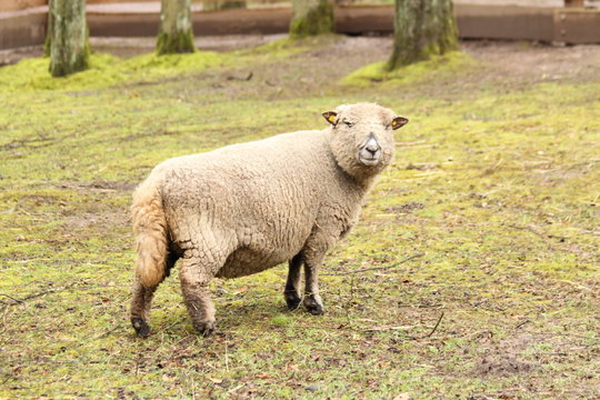 ein Schaf