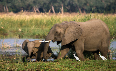Naklejka na ściany i meble Elephant with baby near the Zambezi River. Zambia. Lower Zambezi National Park. Zambezi River. An excellent illustration.