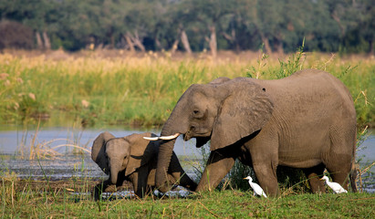 Naklejka premium Elephant with baby near the Zambezi River. Zambia. Lower Zambezi National Park. Zambezi River. An excellent illustration.