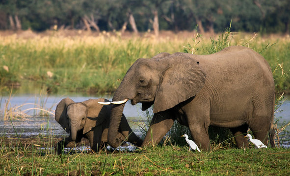 Fototapeta Elephant with baby near the Zambezi River. Zambia. Lower Zambezi National Park. Zambezi River. An excellent illustration.