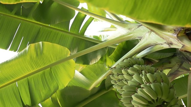 Growing green bunch of bananas on plantation