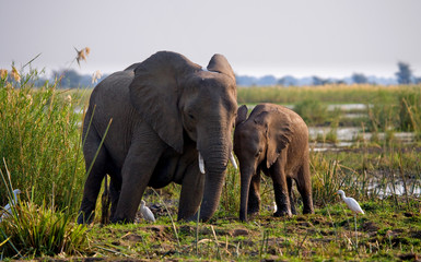 Obraz premium Elephant with baby near the Zambezi River. Zambia. Lower Zambezi National Park. Zambezi River. An excellent illustration.