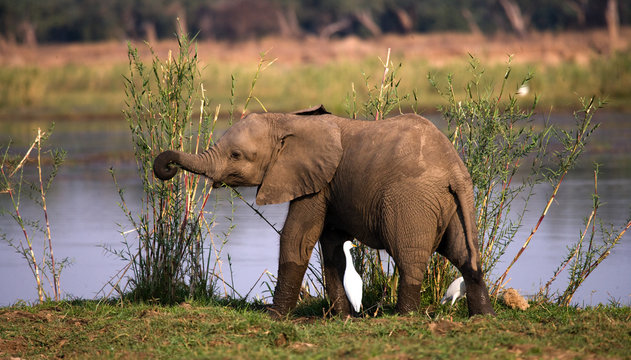 Fototapeta Baby elephant standing in the grass near the river. Zambia. Lower Zambezi National Park. Zambezi River. An excellent illustration.