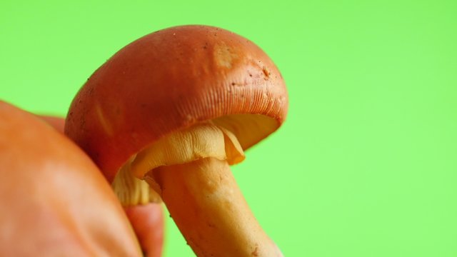 Lot of Amanita caesarea mushroom green screen slow tilt natural 4K 2160p UltraHD fps footage - Highly nutritious Caesars mushroom Agaricus caesareus caps chroma key 4K 3840X2160 video 