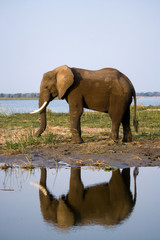 The elephant stands next to the Zambezi river with reflection in water. Zambia. Lower Zambezi National Park. Zambezi River. An excellent illustration.