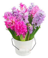 Pink and violet hyacinths