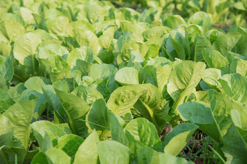 Growing vegetables,Plants vegetable,Organic vegetable.