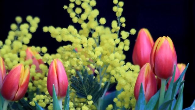 Tulpen mit gelben Mimosen 