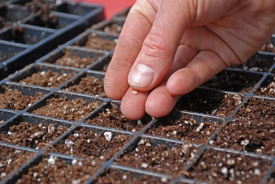 Farmer starting seeds in a greenhouse