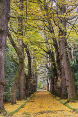 Autumn passage with fallen leaves and bench