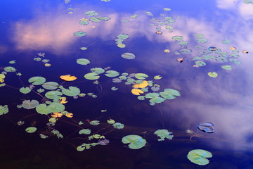 Fototapeta na wymiar Water lilies
