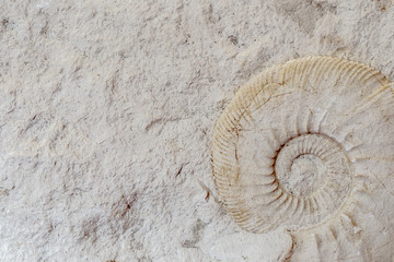 ein freigestellter Ammonit