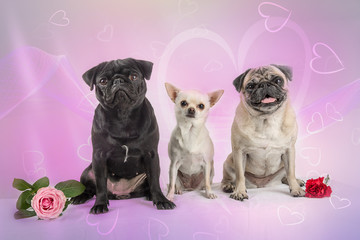 Hunde am Valentinstag