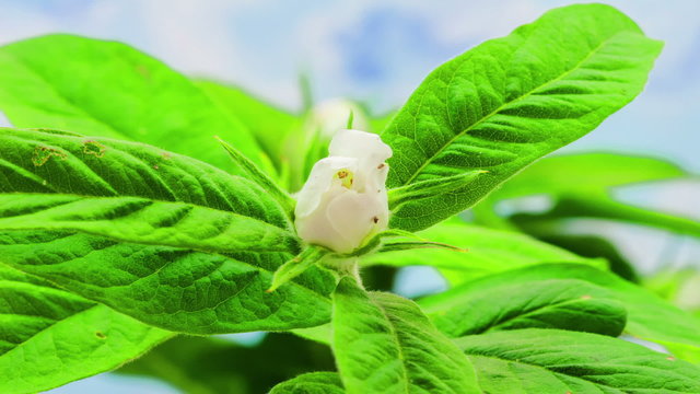 Medlar Blossoming / Timelapse video of a medlar flower blossoming on a blue background