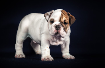 Obraz premium ANGIELSKI Bulldog puppy na ciemnym tle