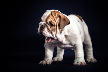 Obraz premium ENGLISH Bulldog puppy on dark background