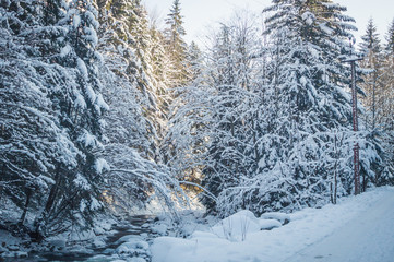 Зимний морозный лес. Стройные заснеженные ёлки